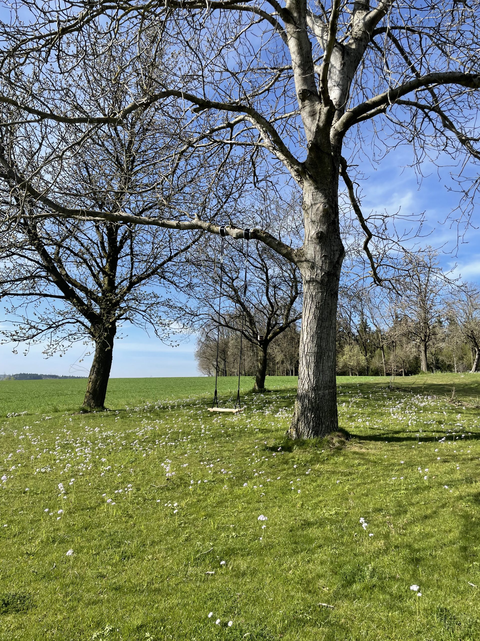 Schaukel am Nussbaum