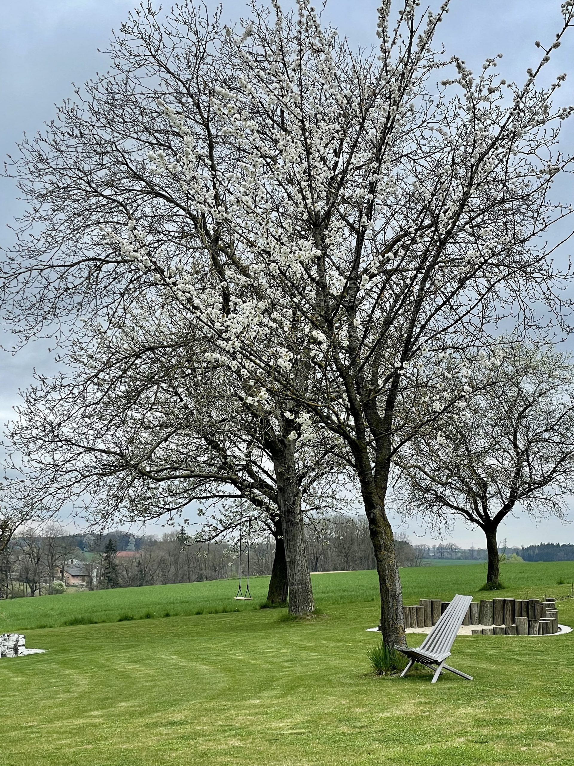blühende Bäume im Garten